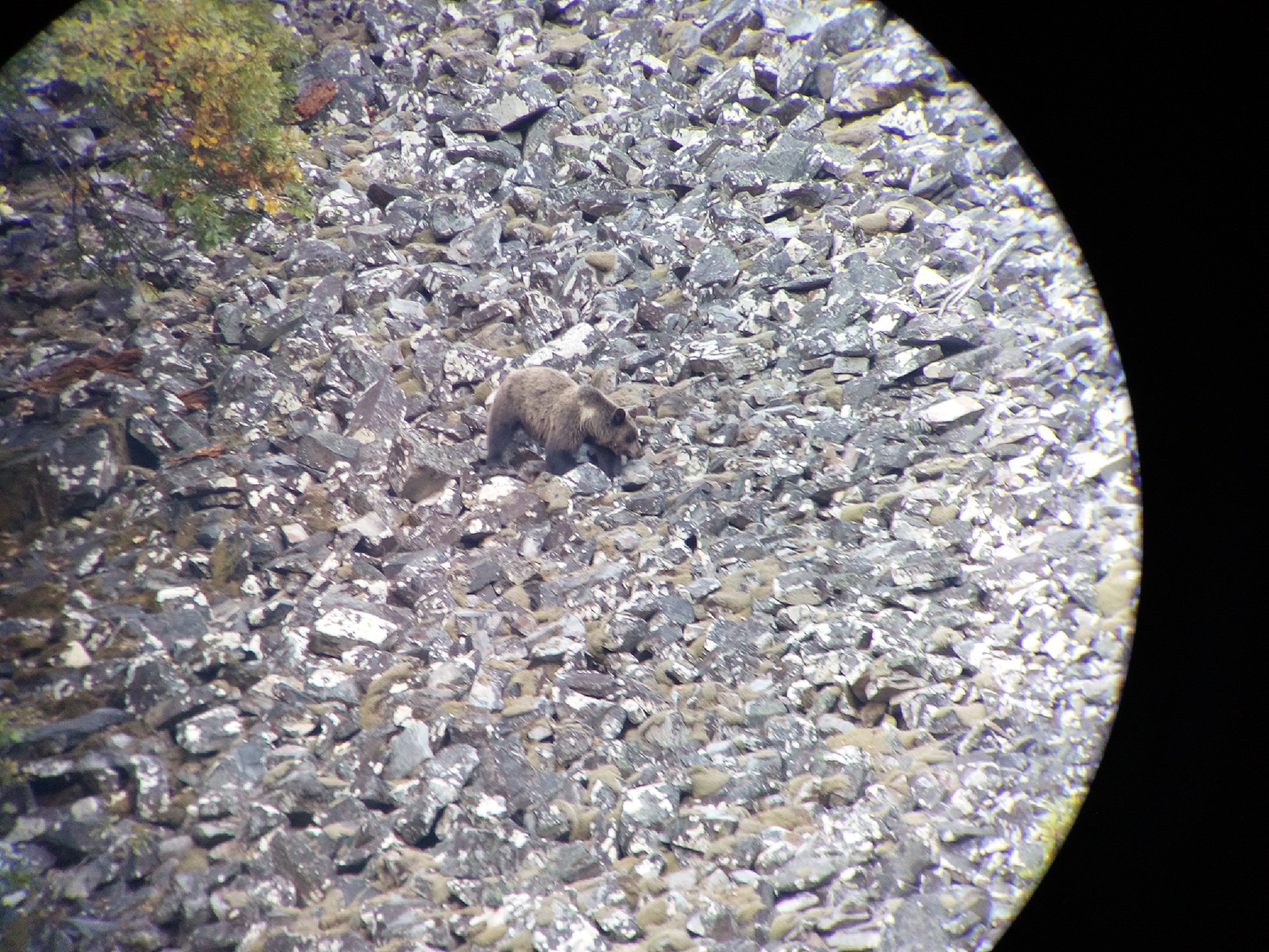Imagen de Observación: Oso y Berrea